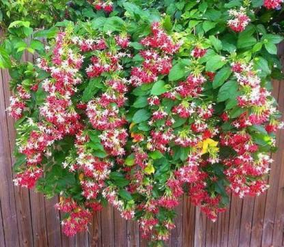 Corofitam Madhumalti/Rangoon Creeper