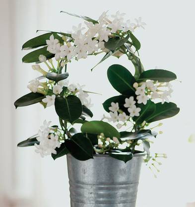 PB REBA PLANT Night Bloom Jasmine Plant