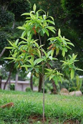 Cloud Farm Rudraksh Live Plant