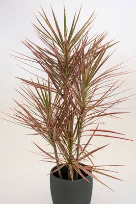 Ukaanda Dracaena Plant