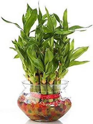 Plant Track Two Layer Bamboo Plant