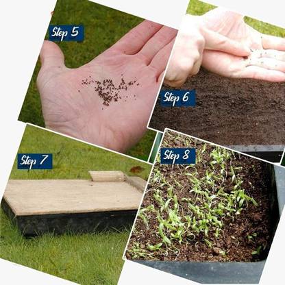 VibeX ® VMR-389 Peredovik Sunflower Black Russian Seed Seed