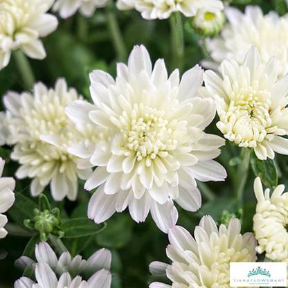 SeedsVille Chrysanthemum Opera White Mix German Breed 30+ Seeds Eco Pack, Home Garden Flower Plant Seed