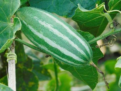 KOO Retails Pointed gourd - Parwal - Potol - Kambupudalai- 10pc pack Seed