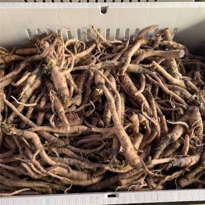 CosaCentrum Parwal (Pointed Gourd) Vegetable Seeds Pointed Gourd Patol Seed
