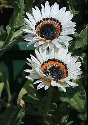 XOLDA Venedium white Seed