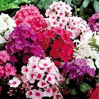 KANAYA Phlox 'Mix' f1 Hybrid Flower Seed