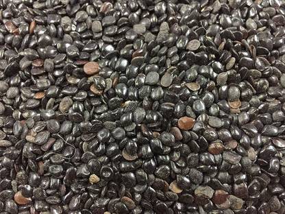 Multi Bazar CHASKU SEEDS/CASSIA ABSUS/CHAKSU SEED (500 GRAM) Seed
