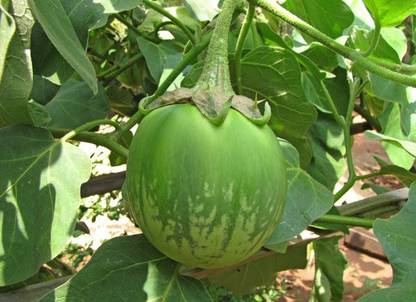 natikrd Brinjal