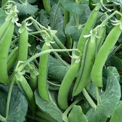 KUSH Pea (Matar) Seeds Seed