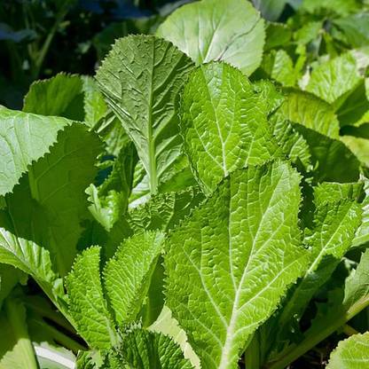 KUSH Mustard Spinach Seeds Seed