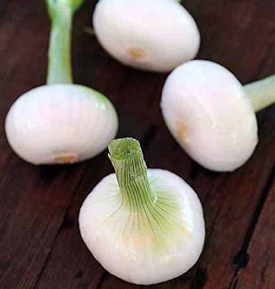 ENINE White Onion Seed