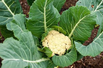 Flowtine Cauliflower Seed