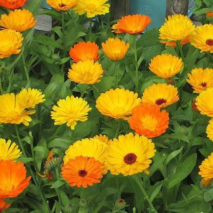 wequality Hybrid calendula flower seeds/winter season flower seeds mix color Seed