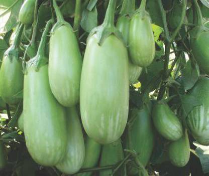 Paudha Brinjal Green long plant Seed