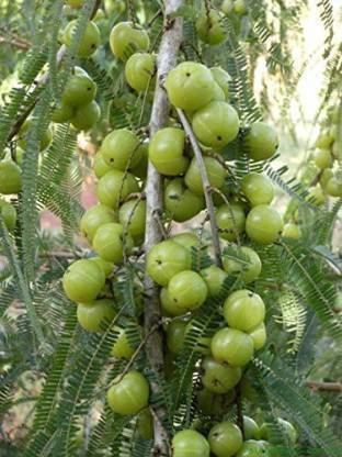 pagoda point Amla Plant