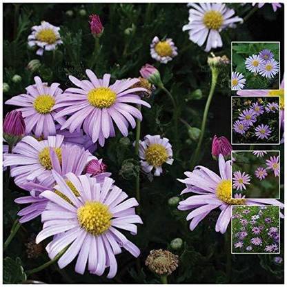 VibeX LXI-39 - Brachyscome Iberidifolia / Swan River Daisy - (180 Seeds) Seed