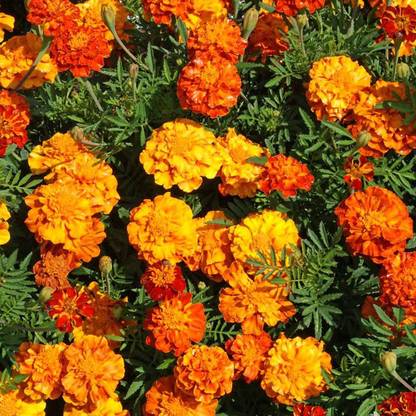 Quentova French गेंदे का फूल / Marigold Flower Plant Multicolor Seed