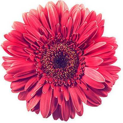 Splorias Chrysanthemum Hybrid Seed