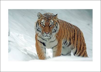 décor nirmal 80 cm most beautifull wallpaper tiger pictures ice stand up tiger angry tiger hall wallpaper & sticker window sticker vinyle Size [80x50 cm] Self Adhesive Sticker