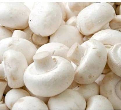 rmd Mushroom Herb (65 Per Packet) Seed