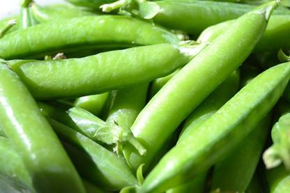 VibeX NBIR-59 - Sugar Ann Snap Pea - (300 Seeds) Seed