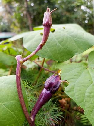 GARDENHUNT Purple Clove Beans, Nithya Vazhuthana Seed