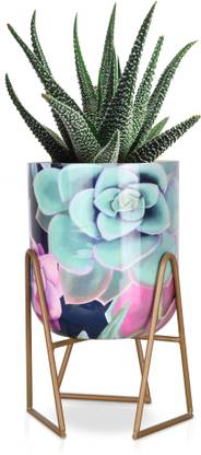 Roots & Shoots Plant Container Set