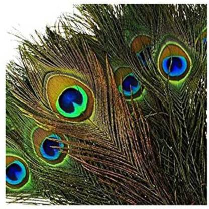 imtion 12 pcs peacock feather | more pankh |feather tails | original| pack of 12 pcs feathers mor pankh best quality decoration work-Green