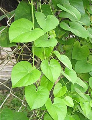 HERBALISM Tinospora Cordifolia, Guluchi Seed