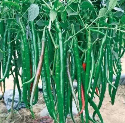 skreal K2 Hybrid Chilli Seed