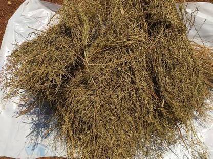 Dirghaanshi Dried Bhumi Amla,Bhoomi Amla,Phyllanthus Niruri,Jangli Amlai,Tamalaki,Bahupatra Seed