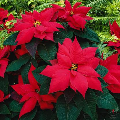 Root Bridges Christmas Tree Plant