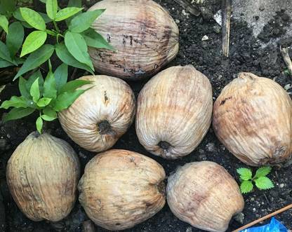 Srushtitraders Dwarf Coconut 10 Coconut Palm Tree SEED DWARF Seed