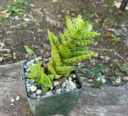 Srushtitraders Aloe Zanzibar Aloe zanzibarica Unique Clumping Aloe seeds Seed