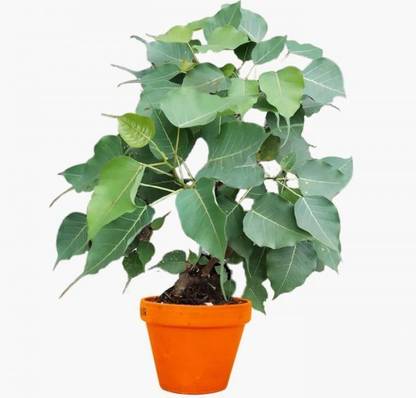 Greenery Nursery Ficus Bonsai Plant