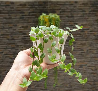 PrezzieBush Turtle Vine Plant
