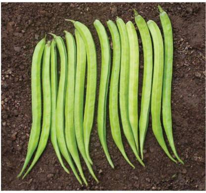Avysa Cluster Beans (gawar,guar Phalli,goru chikkudu,kothavara) Seed