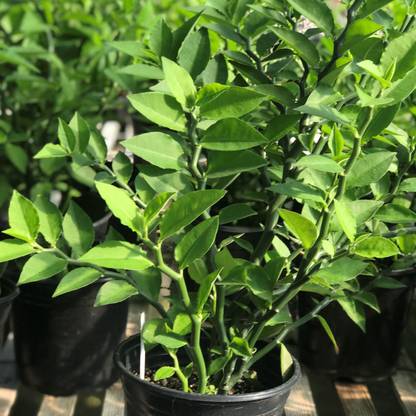 Cloud Farm Devils Backbone Succulent Plant