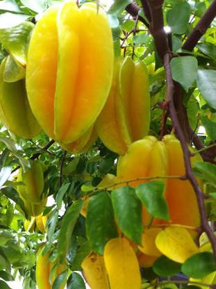 Cloud Farm Star Fruit Carambola Grafted Plant