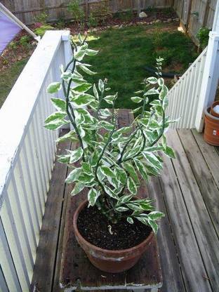 Cloud Farm Devils Backbone Succulent Plant