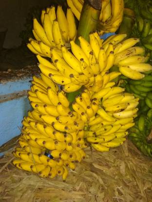s.b.green Banana Plant
