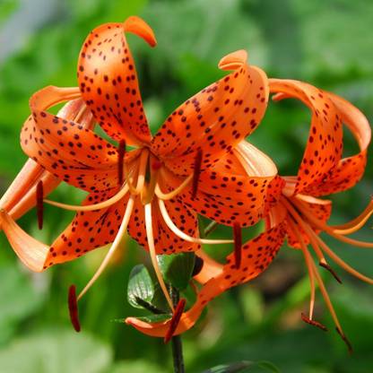 Srushtitraders LILIUM TURKS CAP LILY FLOWER SEEDS Seed
