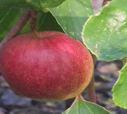 K.K.Enterprise Ber Apple Plant