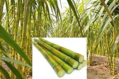 Icalsonic Sugarcane Plant Natural Sugarcane Ganna Eekh Fresh Plant Stick Stems Set of 15 Pieces (15 Inch) From Heart of Sugarcane Seed