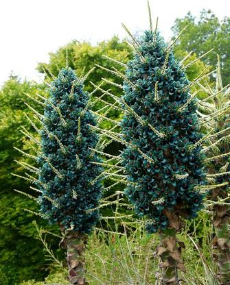 Srushtitraders Sapphire Tower Seeds Seed