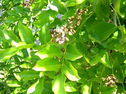 Plantzoin Pongam tree Plant