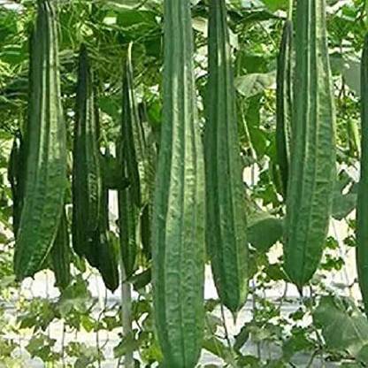 Splorias Ridge Gourd Seed