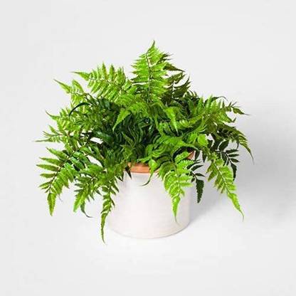 PLNZLY Fishtail Fern Golden Fish Tail Fern Plants Seed
