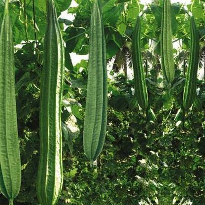 rmd Ridgegourd (Turai) Seed